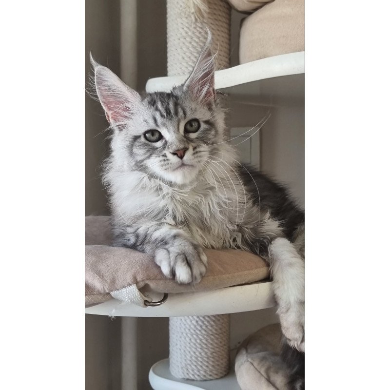 Maine Coon EZ Dafna