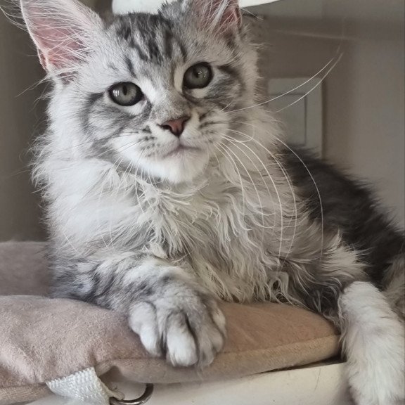 Maine Coon EZ Dafna