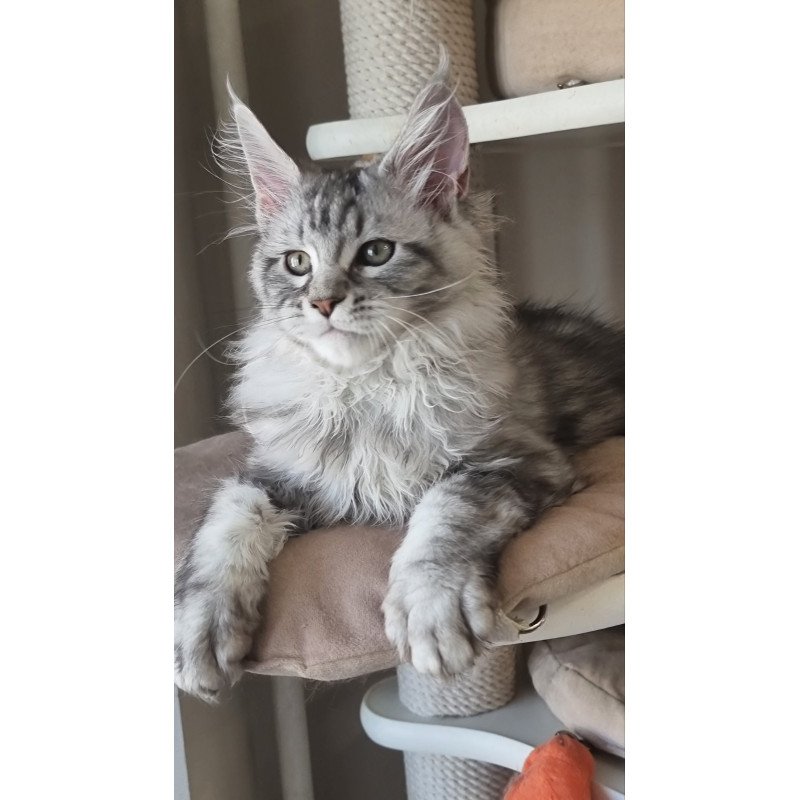 Maine Coon EZ Dafna