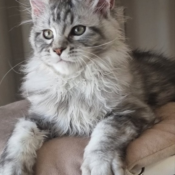 Maine Coon EZ Dafna