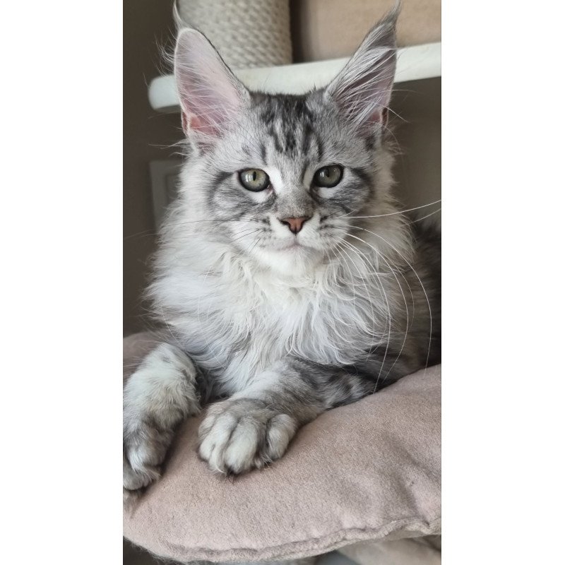 Maine Coon EZ Dafna