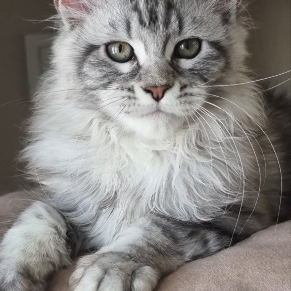 Maine Coon EZ Dafna