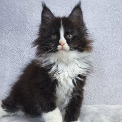 Maine Coon EZ Vincent