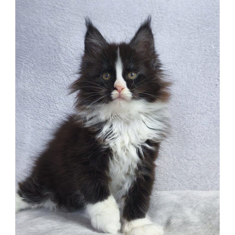 Maine Coon EZ Vincent