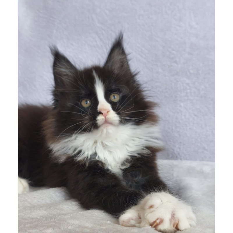 Maine Coon EZ Vincent
