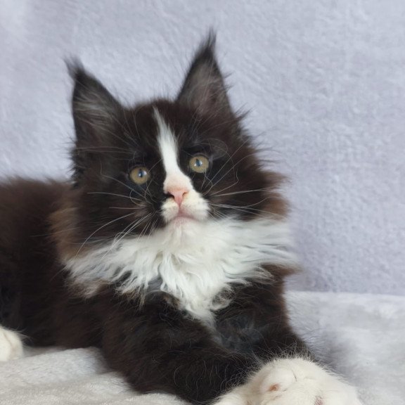 Maine Coon EZ Vincent