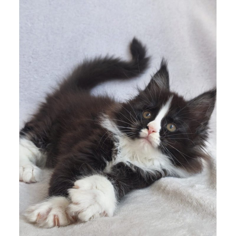 Maine Coon EZ Vincent