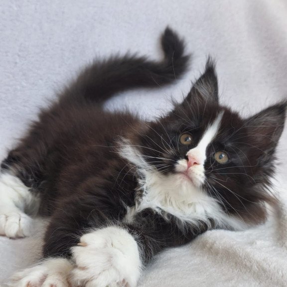 Maine Coon EZ Vincent
