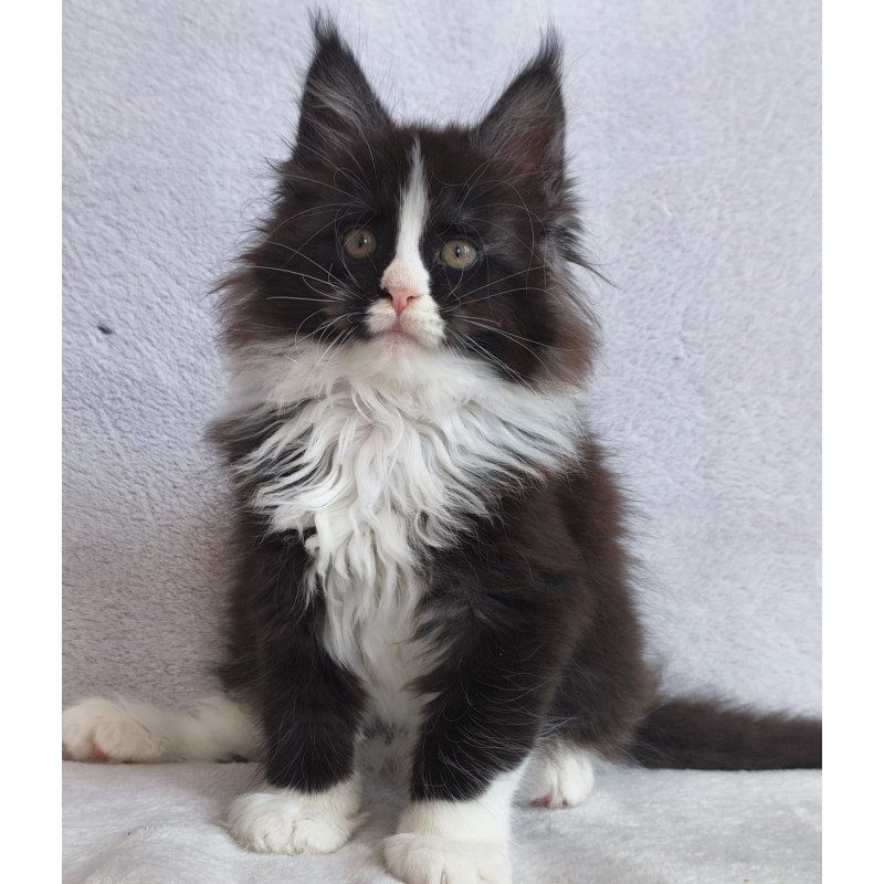 Maine Coon EZ Vincent