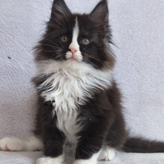 Maine Coon EZ Vincent