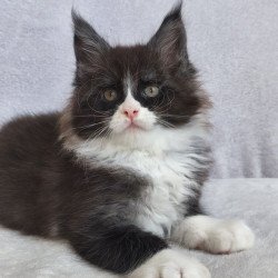 Maine Coon EZ Valentine