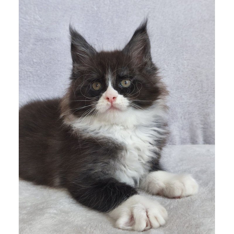 Maine Coon EZ Valentine