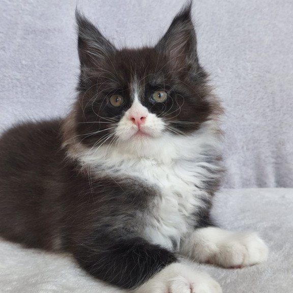 Maine Coon EZ Valentine