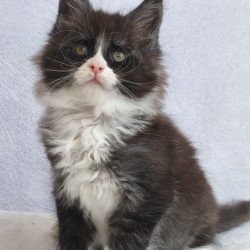 Maine Coon EZ Valentine