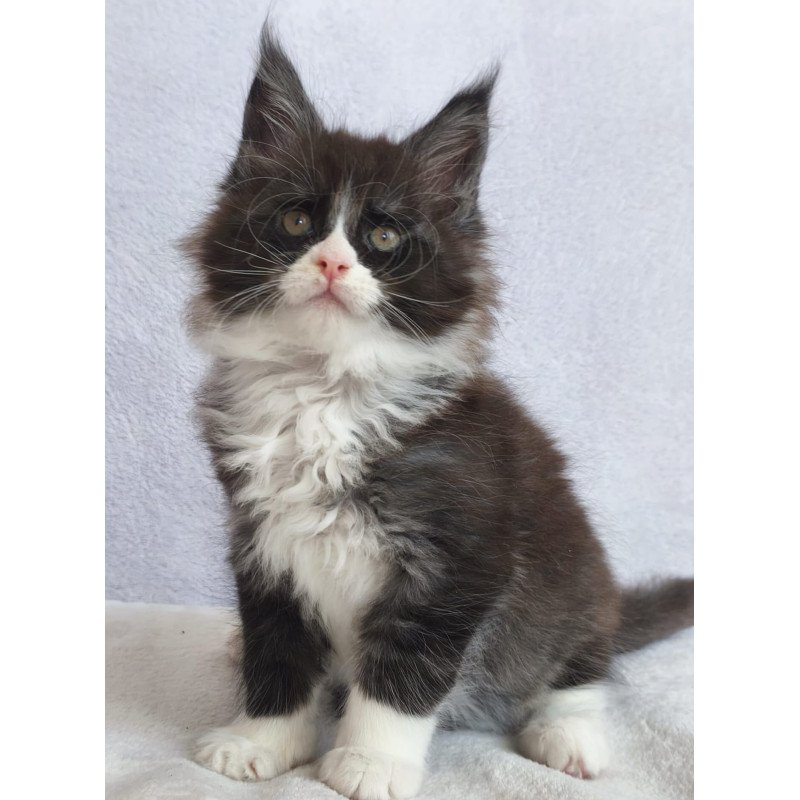 Maine Coon EZ Valentine