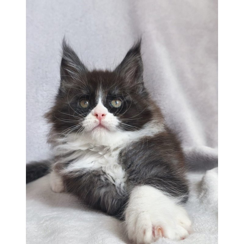 Maine Coon EZ Valentine