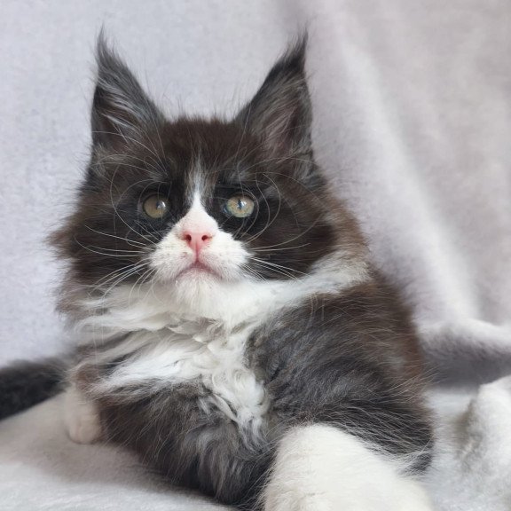 Maine Coon EZ Valentine