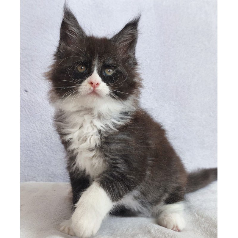 Maine Coon EZ Valentine