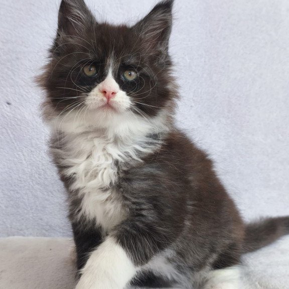 Maine Coon EZ Valentine