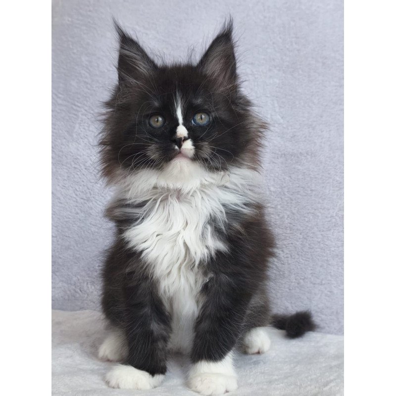 Maine Coon EZ Vesta