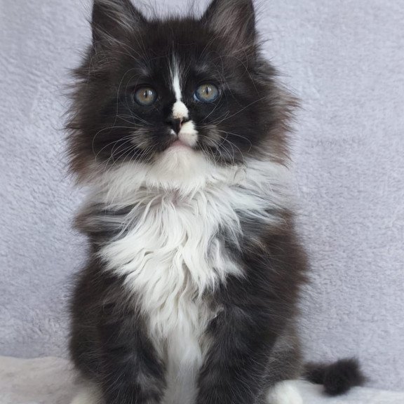 Maine Coon EZ Vesta