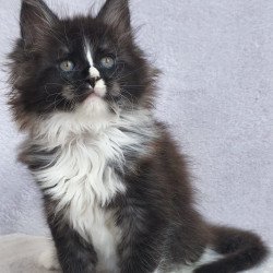 Maine Coon EZ Vesta