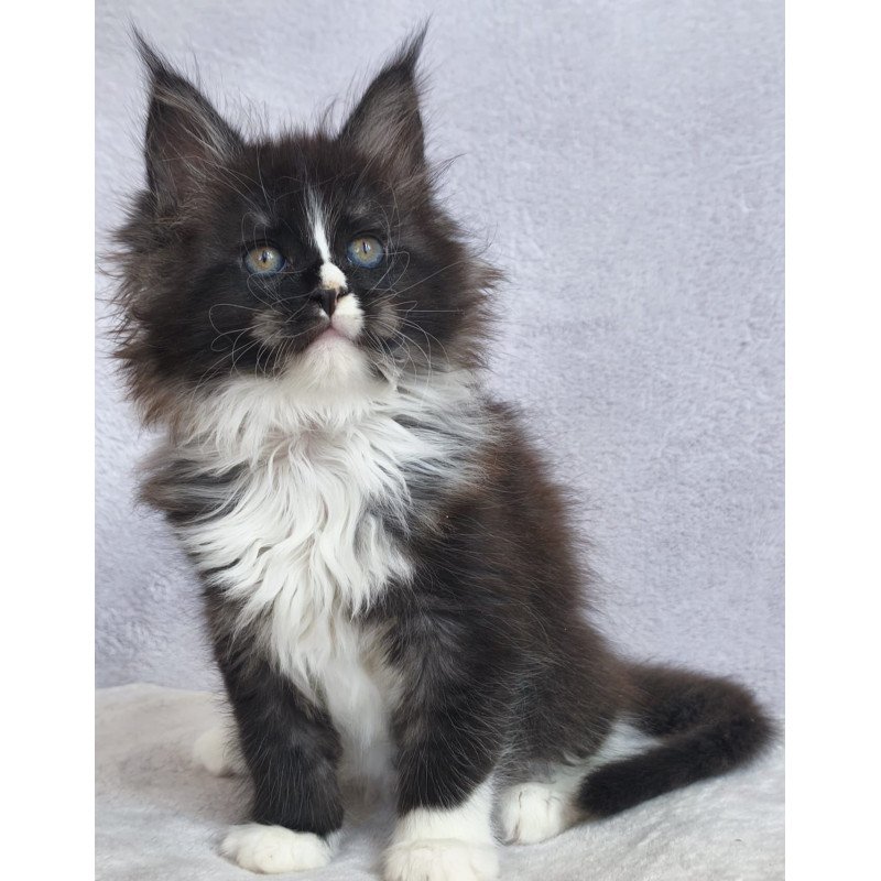 Maine Coon EZ Vesta