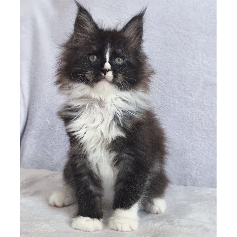 Maine Coon EZ Vesta