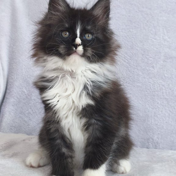Maine Coon EZ Vesta