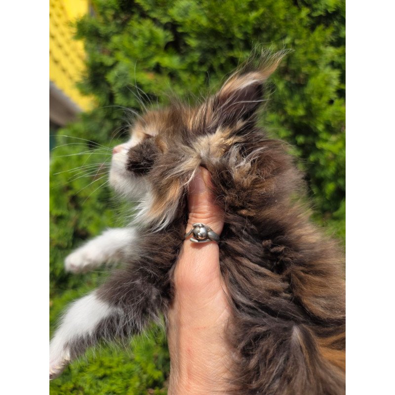 Maine Coon EZ Osen`