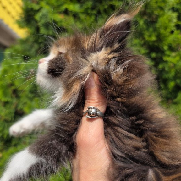 Maine Coon EZ Osen`