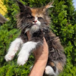 Maine Coon EZ Osen`