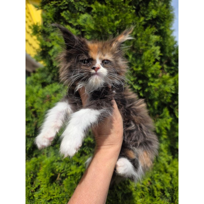 Maine Coon EZ Osen`