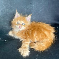 Maine Coon EZ Rocky Polydactyl