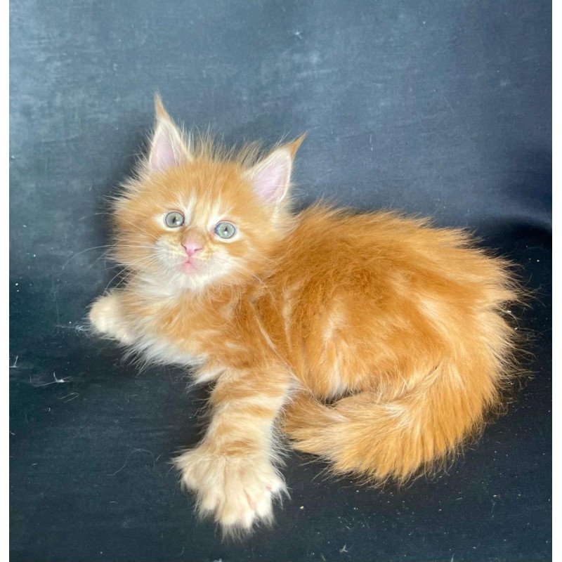 Maine Coon EZ Rocky Polydactyl