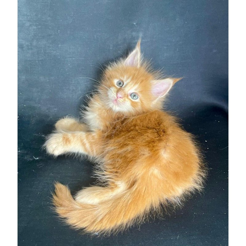 Maine Coon EZ Rocky Polydactyl