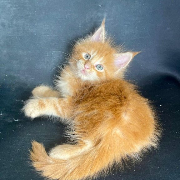 Maine Coon EZ Rocky Polydactyl