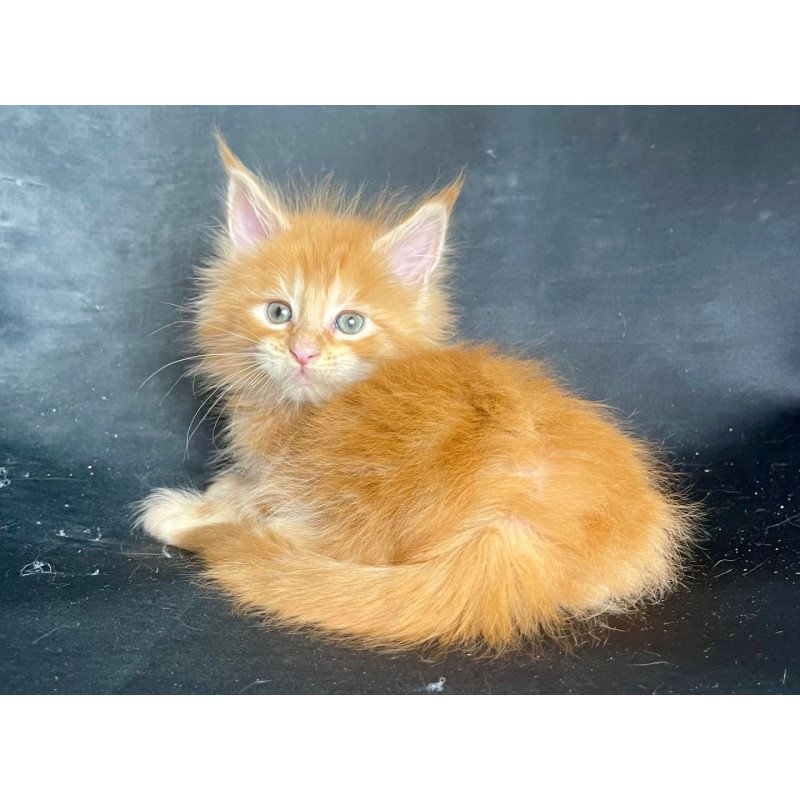 Maine Coon EZ Rocky Polydactyl