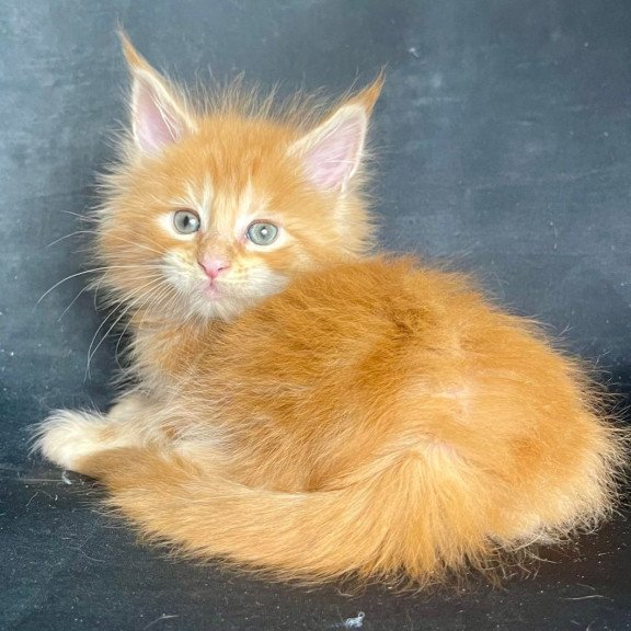 Maine Coon EZ Rocky Polydactyl
