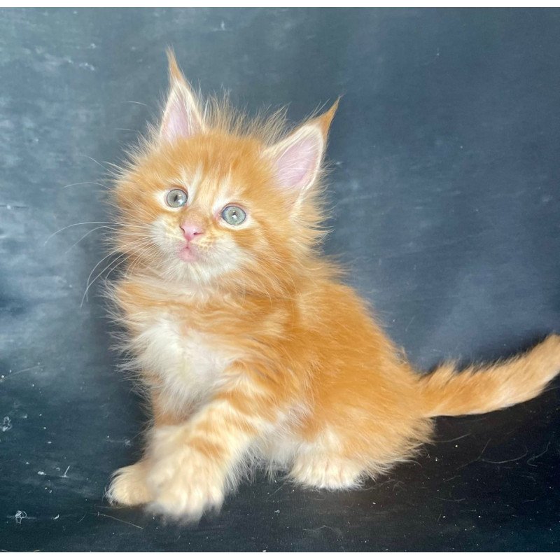 Maine Coon EZ Rocky Polydactyl