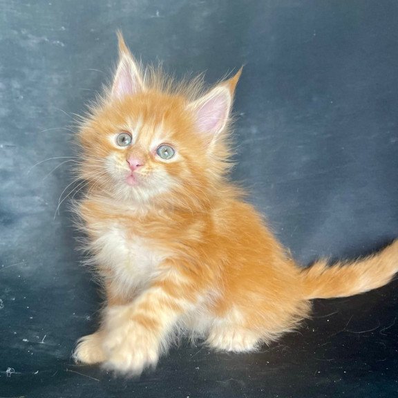 Maine Coon EZ Rocky Polydactyl