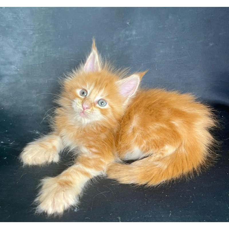 Maine Coon EZ Rocky Polydactyl