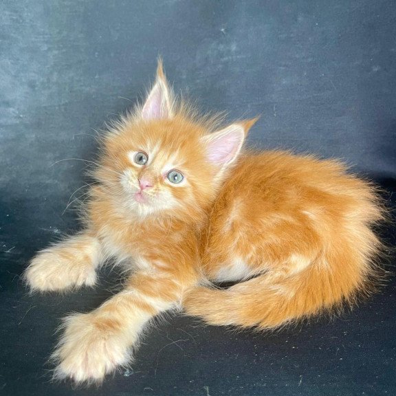 Maine Coon EZ Rocky Polydactyl