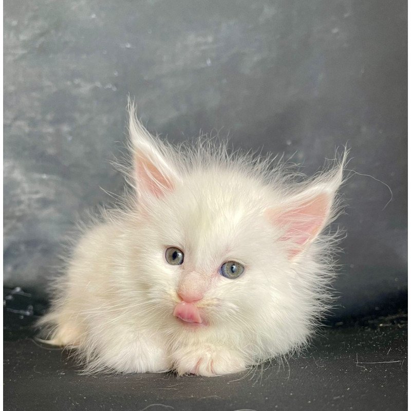 Maine Coon EZ Roksana Polydactyl