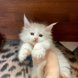 Maine Coon EZ Roksana...