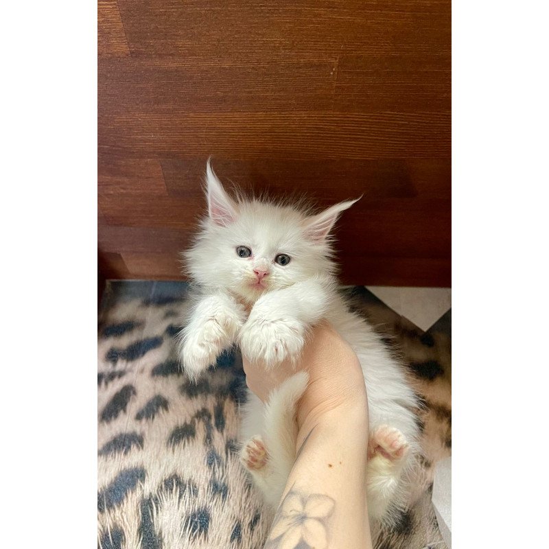 Maine Coon EZ Roksana Polydactyl