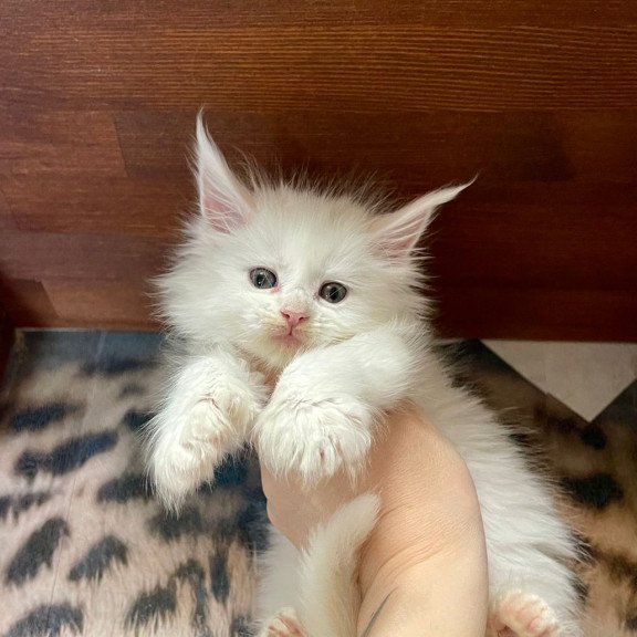 Maine Coon EZ Roksana Polydactyl