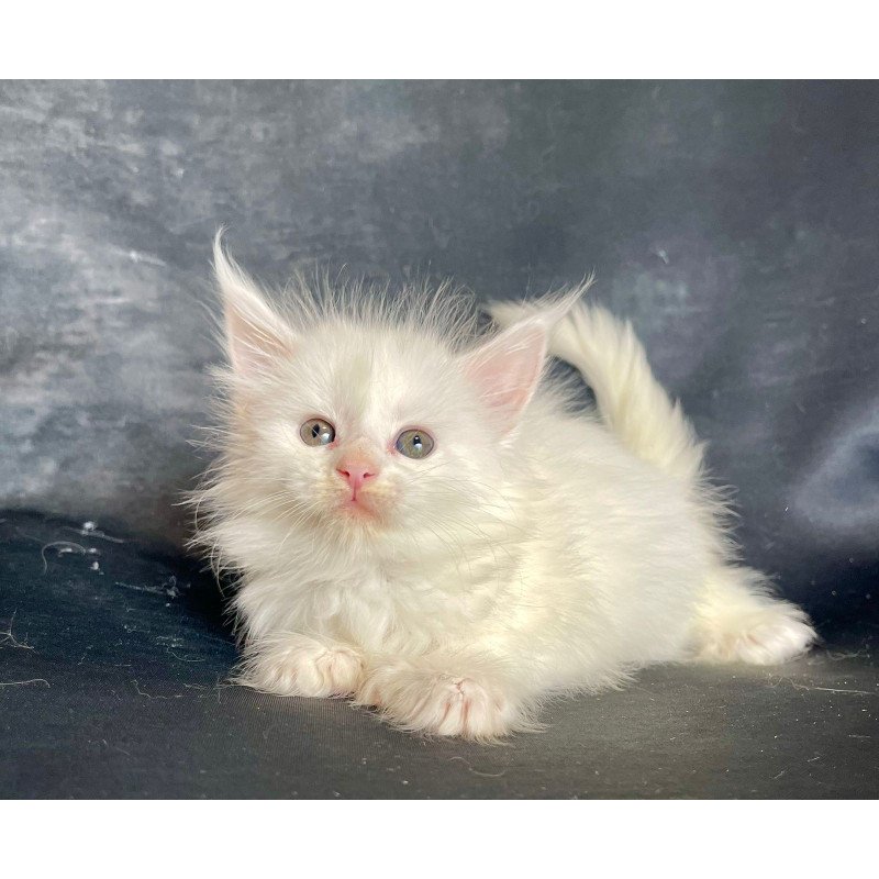 Maine Coon EZ Roksana Polydactyl