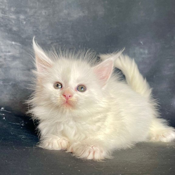 Maine Coon EZ Roksana Polydactyl