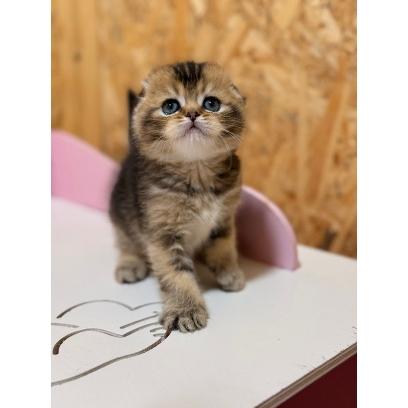 Scottish Fanny